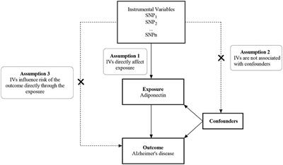 Causal association between adiponectin and the risk of Alzheimer's disease: A Mendelian randomization study